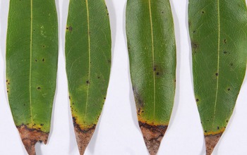 California bay laurel leaves infected with sudden oak death